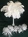Special Sale OSTRICH Feathers Wholesale Bulk 15/18