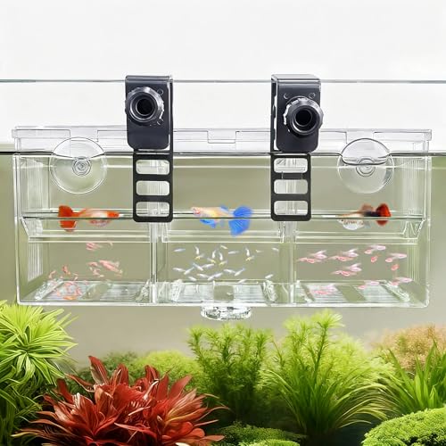 BaoZqua Triple-Chamber Breeder Box