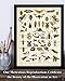 Insects Collection Entomology Illustration 11x14 Unframed Print – Bug & Insect Artwork, Scientific Insect Chart, Biology Classroom Decor, great for Office, Classroom, Farmhouse & Bug Lover Gifts