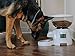 Paws & Pals Automatic Electronic Timer Programmable Dog Feeder for Large to Small Dogs - White