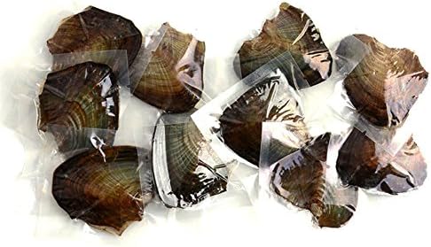 QatvLan 10pcs Freshwater Pearl Akoya Cultured Pearl Small Oyster Birthday Gift (7.5-8mm)