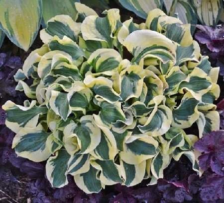 Hosta Mini Skirt PPAF Ruffled Variegated leaves-One of the Mouse Ears Familiy of Hostas- 4 Inch Pot - Great for Fairy Gardens and Troughs