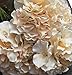 Leegoal Artificial Hydrangea Flower Bouquets Home Party Wedding Decor (Champagne)