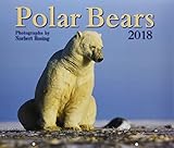 Polar Bears 2018 by