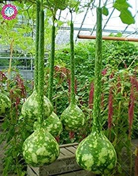 Vista 5 Pezzi Borsa Bottiglia Semi Di Zucca Cina Caratteristiche Lungo Semi Zucca Zucca Di Zucca Nuove Piante Di Ortaggi Semi Per Giardino Piantare 1 Amazon It Giardino E Giardinaggio