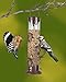 Outdoor Hanging Wild Bird Feeder - 6-Port