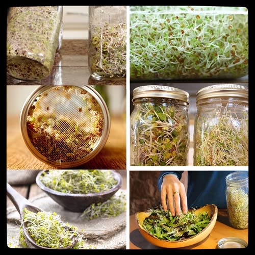 Beauenty Mason Jar Sprouting Kit-2pack 32oz Complete Wide Mouth Mason Jar Sprouting Kit with Stainless Steel Sprouter Lids,Stand &Tray,Sprouting Jars for Bean Broccoli Alfalfa Radish Sunflower Seed