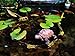 donau Garden Statues Turtle Figurines Polyresin Garden Sculpture Turtle Decor 5.1 inch
