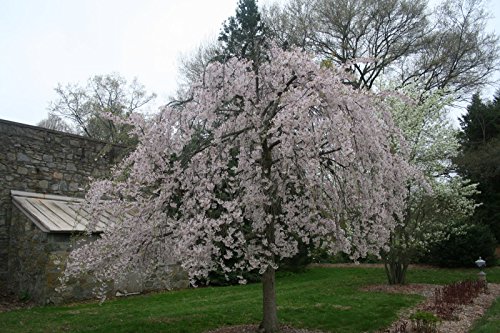 Weeping Yoshino Cherry Tree Shidare - Established Roots 2.5" Potted 3 plants by Growers Solution