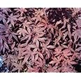 Acer palmatum 'Bloodgood' Seeds