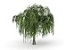 One Dwarf Weeping Willow Tree Plant - Ready to Plant - Burning Bush Weeping Willow - Unique and Small Indoor/Outdoor Tree Shrub Plant - Excellent Bonsai Tree