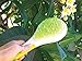 Michel Mercier Spa Brush - Detangling Hair Brush for Wet or Dry Hair (Normal Hair - Green)