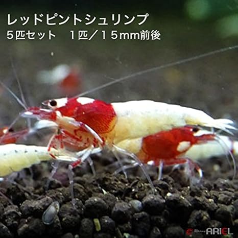 Amazon アリエル Ariel レッドピントシュリンプ ５匹 １匹 約１ ５cm ノーブランド品 観賞魚 水中生物 通販