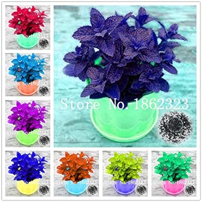 Pinkdose 120 Piezas de Hoja Grande Bonsai de albahaca Italiana ...