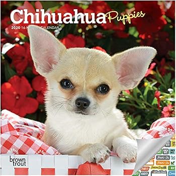 Amazon Com Chihuahua Calendar 2020 Dog Breed Calendar Wall