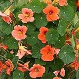 Outsidepride Salmon Nasturtium Plant Flower Seed - 200 Seeds