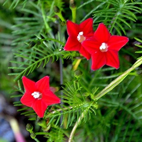 New 1 Original Pack, 10+ Seeds/Pack, Red Cypress Vine Humming Bird Vine Perennial Climbing Flowers Heirloom #A026
