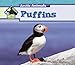 Puffins (Arctic Animals) by