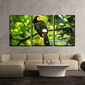3 Piece Canvas Wall Art - Close Up of Colorful Toucan Bird Keelbilled - Modern Home Art Stretched and Framed Ready to Hang - 16"x24"x3 Panels