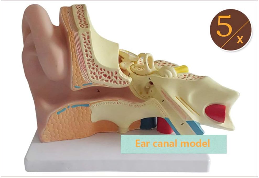 Model Skeleton Human Ear Model Professional Ear Simulation Model 1.5X 3X 5X Magnification Anatomical Human Organ Model Ear Anatomical Model for Medical Education Teaching Model,5X