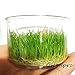 Greenpro Dwarf Hairgrass Live Aquarium Plants Tissue Culture Cup Freshwater Fish Tank Decorations