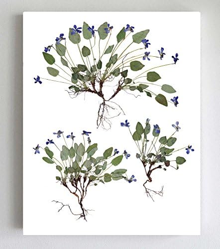 Violet Botanical Fine Art Print