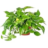 AMERICAN PLANT EXCHANGE Golden Pothos Indoor/Outdoor Air Purifier Live Plant, 6" Pot