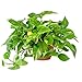 AMERICAN PLANT EXCHANGE Golden Pothos Indoor/Outdoor Air Purifier Live Plant, 6" Pot