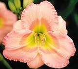 Chorus Line Day Lily Certified 5 Seeds Hemerocallis #7715 Item UPC#650348691677
