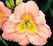 Chorus Line Day Lily Certified 5 Seeds Hemerocallis #7715 Item UPC#650348691677