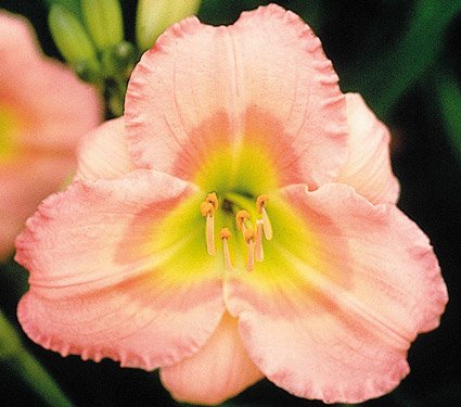 Chorus Line Day Lily Certified 5 Seeds Hemerocallis #7715 Item UPC#650348691677