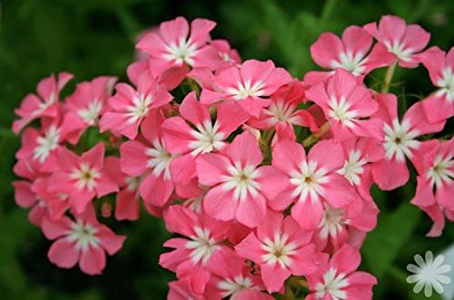 Phlox of Sheep Phlox Seeds Certified 350 Seeds (Drummondii) Upc 643451295481