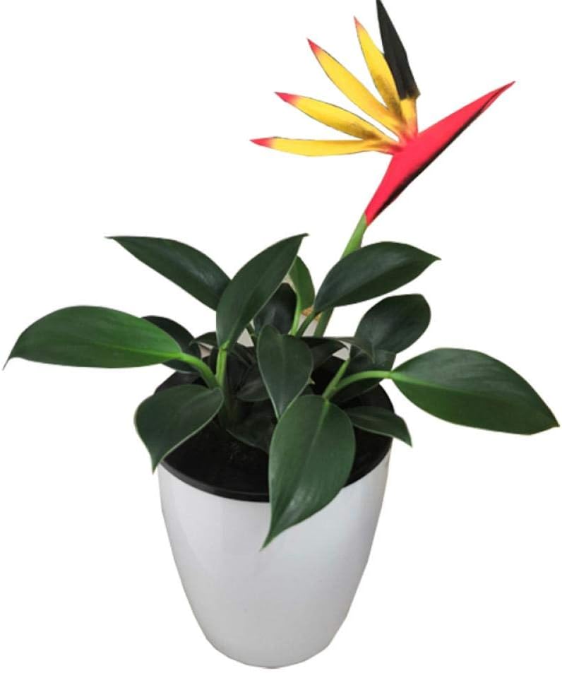 Bird of paradise green plant simulation flower green plant potted flower houseplant bonsai bird of paradise simulation flower