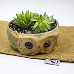 UName Owl Design Ceramic Flat Bowl, Mini Planters, Micro Landscape Succulent Plants Creative Flower Planters, Small Plant Containers, Ceramic Decoration, Organizer, Handmade UN316