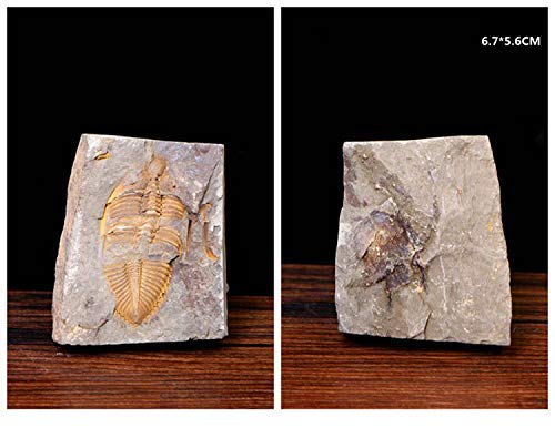 3 Sunny+Hill+Chinese+Xiangxi+Trilobite