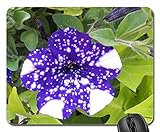 Mouse Pad - Petunia Night Skies Plants Plant Blue