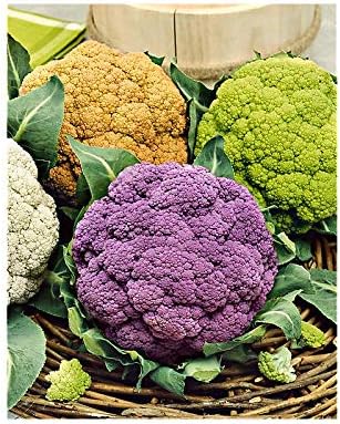 Risitar Graines 50pcs Chou Fleur Mauve Orange Vert Melange De 3 Varietes Colorees Bio Graines De Legumes Resistante Au Froid Amazon Fr Jardin