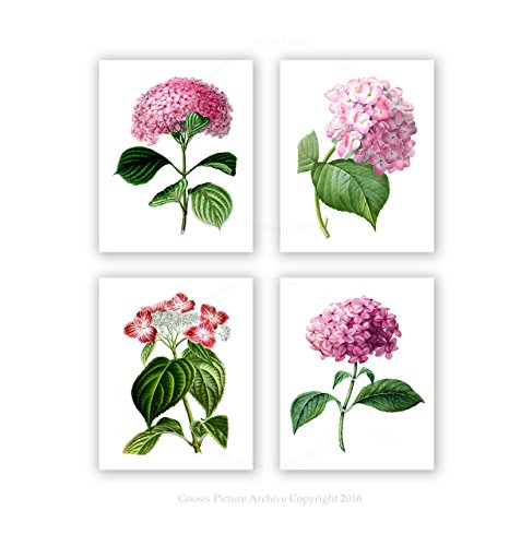 Spring Pink Hydrangea Floral Botanical Prints Wall Art