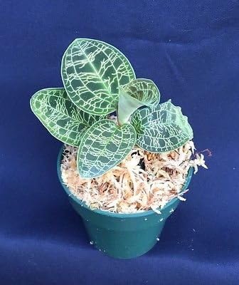 1 Macodes Petola, The Diamond of The Jewel Orchids, Shipped in A 2 1/2" Pot Plant NHKM39