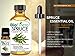 Biofinest Spruce Essential Oil - 100% Pure Organic Therapeutic Grade - Best for Aromatherapy, Skin and Hair Care, Ease Sleep Stress Bad Mood Fatigue Muscle Joint Pain Arthritis - Free E-Book (10ml)