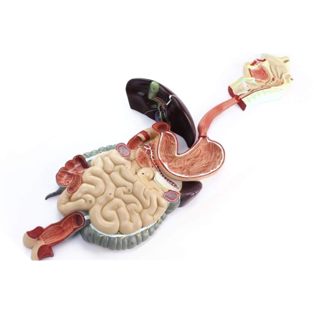 100 の保証 Pochiden 消化器系モデル 3分解モデル 実物大 B07pvlv1qv 100 の保証 Iskandarputeri Com