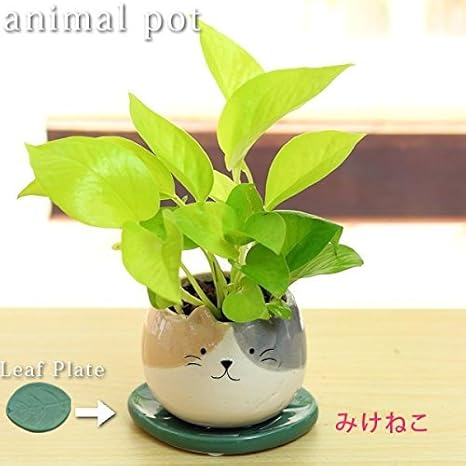 Amazon ポトス ライム アニマル観葉植物みけねこ陶器鉢 鉢皿付 葉っぱプレート プラ鉢皿 高さ23 30cm 観葉植物 オンライン通販