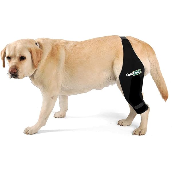 dog knee brace amazon