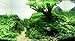 Bolbitis Difformis Baby Leaf Fern Live Aquatic Aquarium Plants on Driftwood for Freshwater Fish Tank by Greenpro