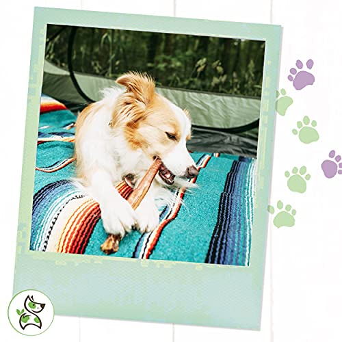 Nature Gnaws Extra Large Bully Sticks for Dogs Premium Natural Beef