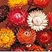 Helichrysum Strawflower Dwarf Everlast Curry Plant Mix 10 seeds