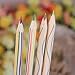Towallmark(TM) 10pcs Rainbow Color Pencil 4 in 1 Colored Pencils For Drawing Stationery