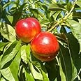 Red Gold Nectarine Tree - Self Pollinating - Live Fruit Plant Shipped 3 Feet Tall by DAS Farms