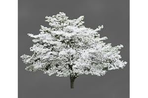 Cherokee Princess Dogwood - White Flowering Tree - Live Plant Shipped 3 Feet Tall by DAS Farms
