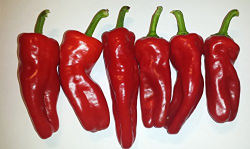Aleppo Pepper 10+ Seeds Very rare by Seeds and Things Aleppo Pepper 10+ Seeds Very rare by Seeds and Things
